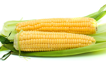 Image showing Pair of ripe corn ears