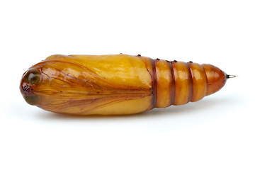 Image showing Brown chrysalis close-up