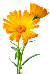 Image showing Herbs: Two calendula flowers