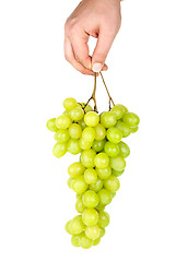 Image showing Hand holding bunch of green grapes