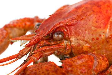 Image showing Crayfish head closeup