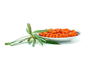 Image showing Porcelain saucer filled with sea buckthorn berries and some leaves