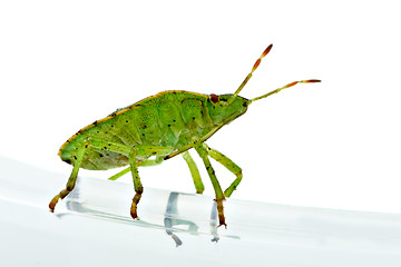 Image showing Green shield backed bug (Palomena prasina)