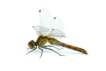 Image showing Dragonfly