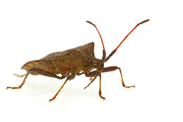 Image showing Stinkbug (Picromerus Bidens)