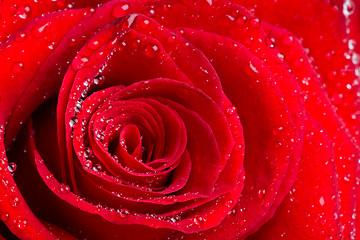 Image showing Beautiful red rose bud with waterdrops