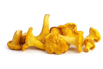 Image showing Small pile of chanterelle mushrooms