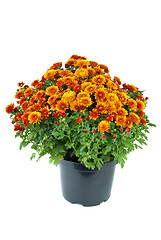 Image showing Flower pot with orange chrysanthemum flowers