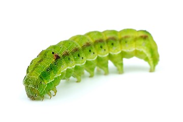 Image showing Green caterpillar