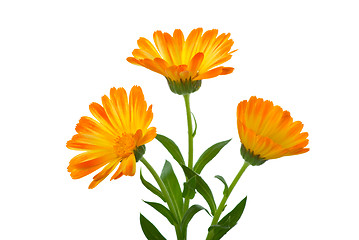 Image showing Three calendula flowers