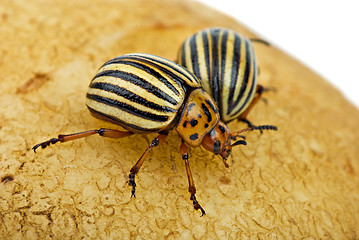 Image showing Two potato bugs (leptinotarsa decemlineata) on the potato