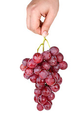 Image showing Hand holding bunch of pink grapes