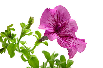 Image showing Pink petunia flower