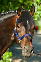 Image showing Horse portrait