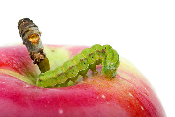 Image showing Green caterpillar on the red apple