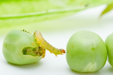 Image showing Worm crawling over the peas