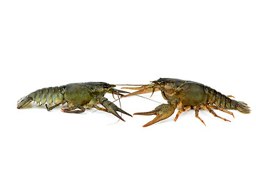 Image showing Two live crayfishes isolated on the white background