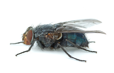 Image showing Big blue redhead fly (Calliphora vicina)