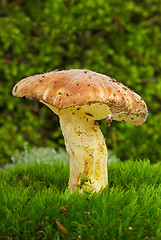 Image showing Yellow boletus (Sullius granulatus) growned on the green moss