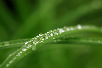 Image showing Water drops on grass