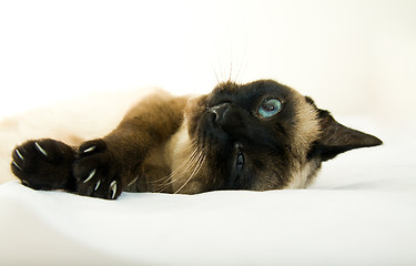 Image showing  Siamese cat