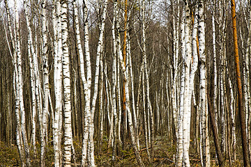 Image showing Trees growing together