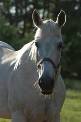 Image showing white horse