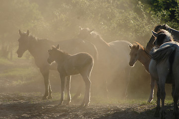 Image showing horses