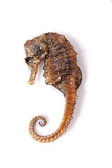 Image showing sea horse 