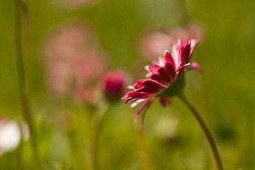 Image showing bellis perennis