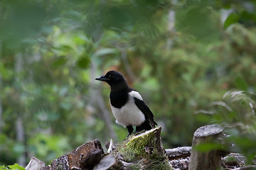 Image showing magpie