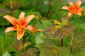 Image showing Lily among maple seedlings
