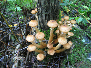 Image showing honey mushrooms growing at tree