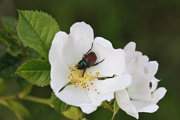 Image showing Hungry Bug