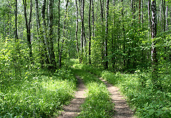 Image showing road in a birch forest