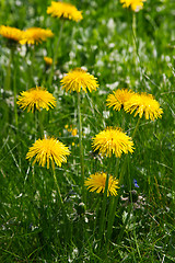 Image showing Dandelion