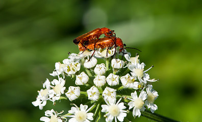 Image showing Bugs Love