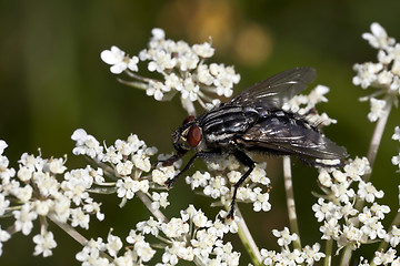 Image showing Fly