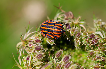 Image showing Striped Bug