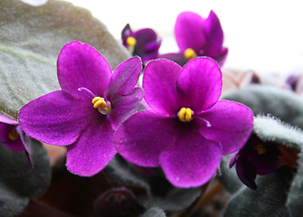 Image showing violet flowers