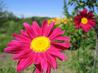 Image showing beautiful pink flowers