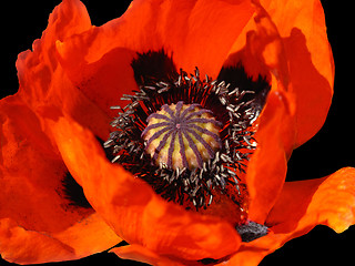 Image showing flower of blooming red poppy