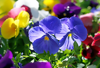 Image showing beautiful violet flowers