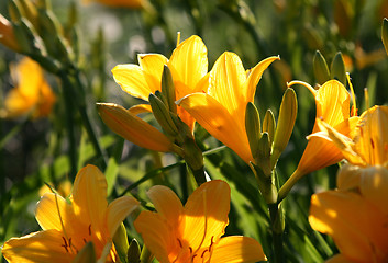 Image showing beautiful yellow flowers