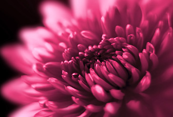 Image showing closeup of chrysanthemum