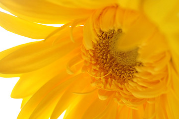 Image showing yellow gerber flowers 