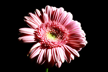 Image showing Foto of pink flower on black background