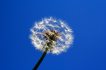 Image showing Foto of dandelion head on last stage