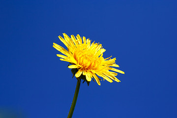 Image showing Foto of dandelion head on blue sky