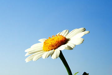 Image showing Foto of chamomile head on blue sky